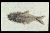 4.9" Fossil Fish (Diplomystus) - Green River Formation - #129602-1
